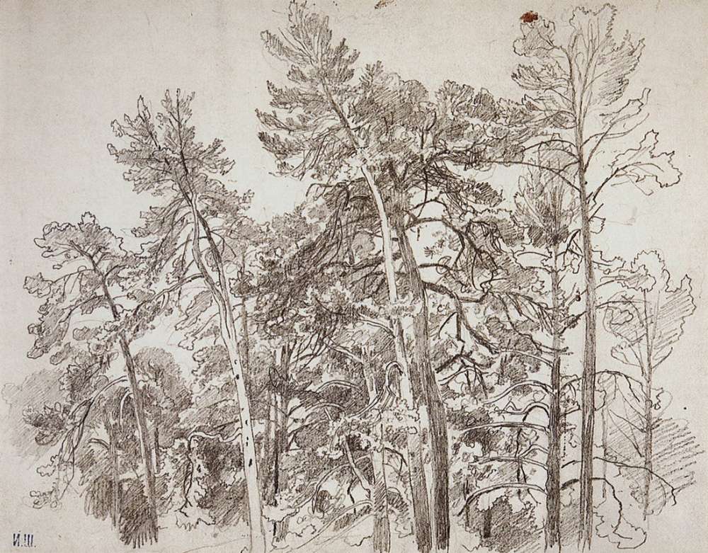 Верхушки сосен. 1890-е 32,5х41,8 - Шишкин Иван Иванович