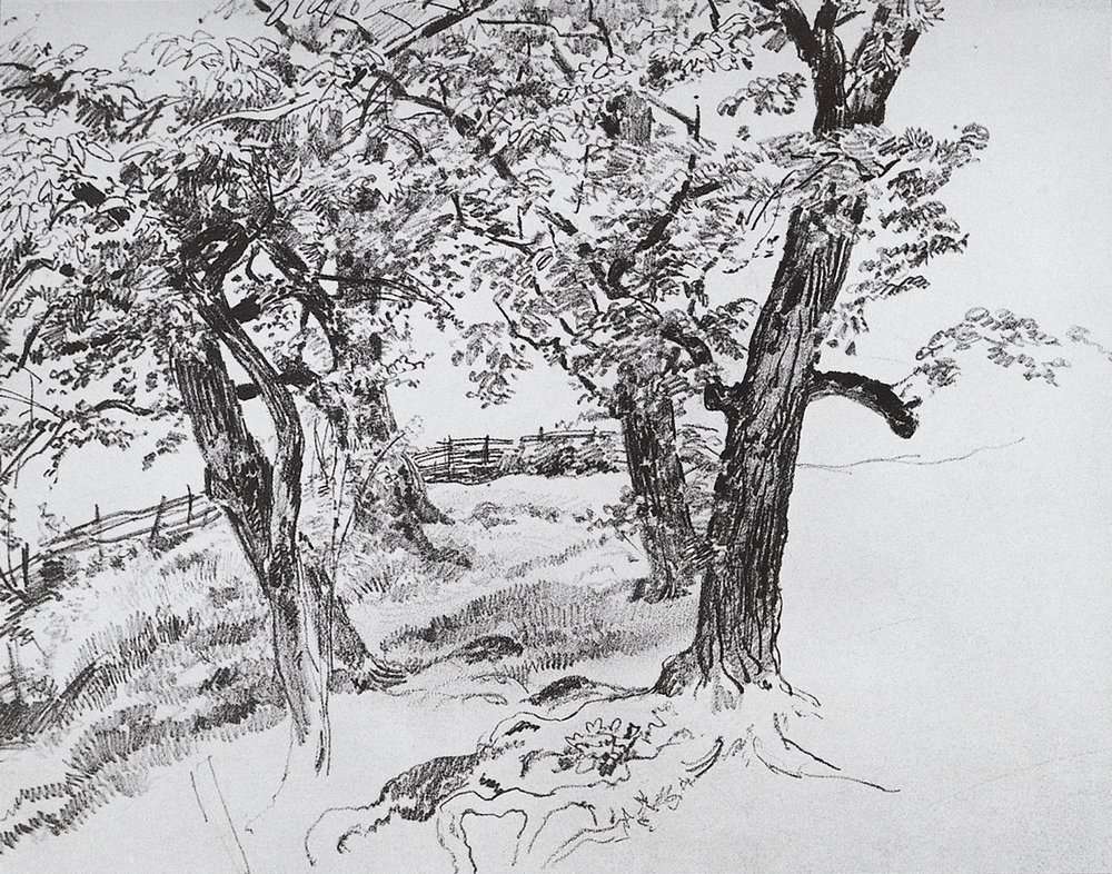 Деревья 1870-е 21,9х28,9 - Шишкин Иван Иванович