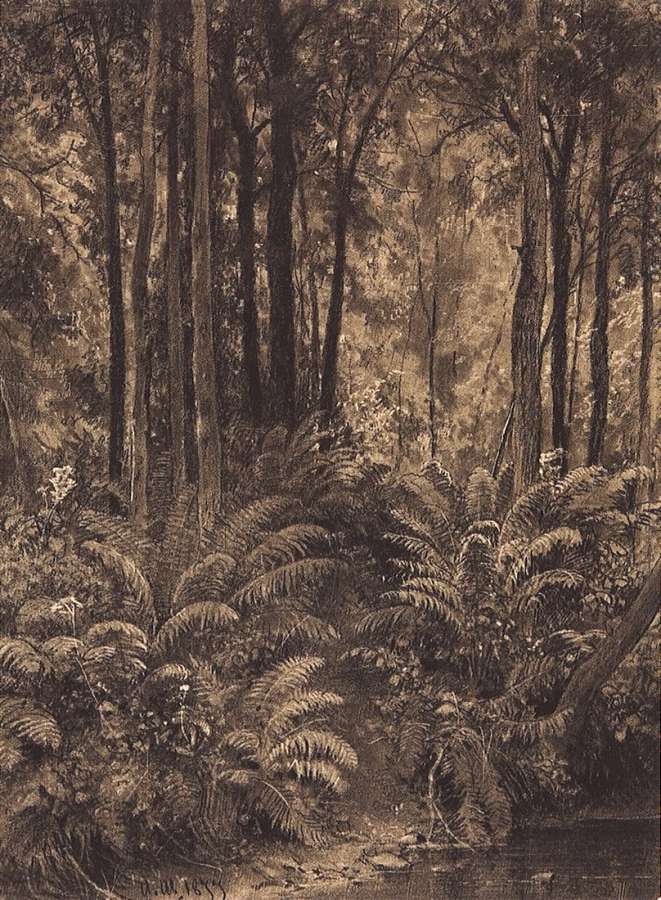 Папоротники в лесу. 1877 28,4х21 - Шишкин Иван Иванович