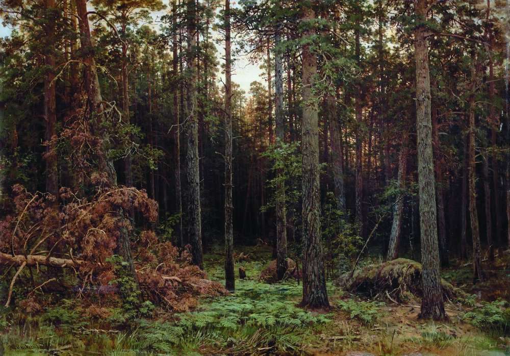 Сосновый лес 1885 113,5х161 - Шишкин Иван Иванович