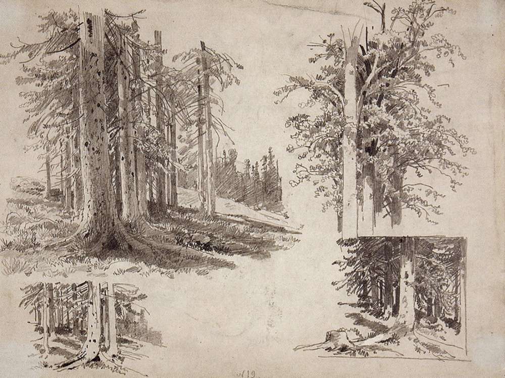 Этюды деревьев. 1880-е 24,3х32,2 - Шишкин Иван Иванович