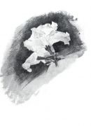 Белая азалия без стебля. 1886-1887 - Врубель
