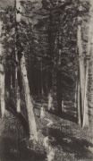 В лесу. 1880-е - Левитан
