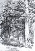Сосновый лес 1889 48,2х32.8 - Шишкин